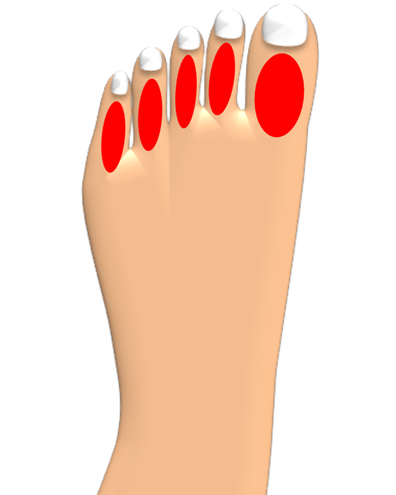 足の指イラスト
